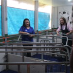 Fotografia na área interna do setor de suinocultura. A monitora e a professora observam os leitões deitados.