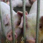 Fotografia na área interna do setor de suinocultura. Dois leitões estão próximos da câmera, atrás de ma grade, olhando em direção à câmera. Ao fundo, verificam-se outros leitões deitados.