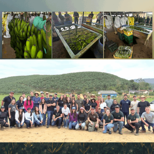 Montagem contendo quatro imagens. Na parte superior, três fotografias em mananho menor, lado a lado, contendo imagens de bananas verdes em diferentes etapas de preparação. A baixo uma fotografia maior, em que estudantes e professores posam para a foto lado a lado.