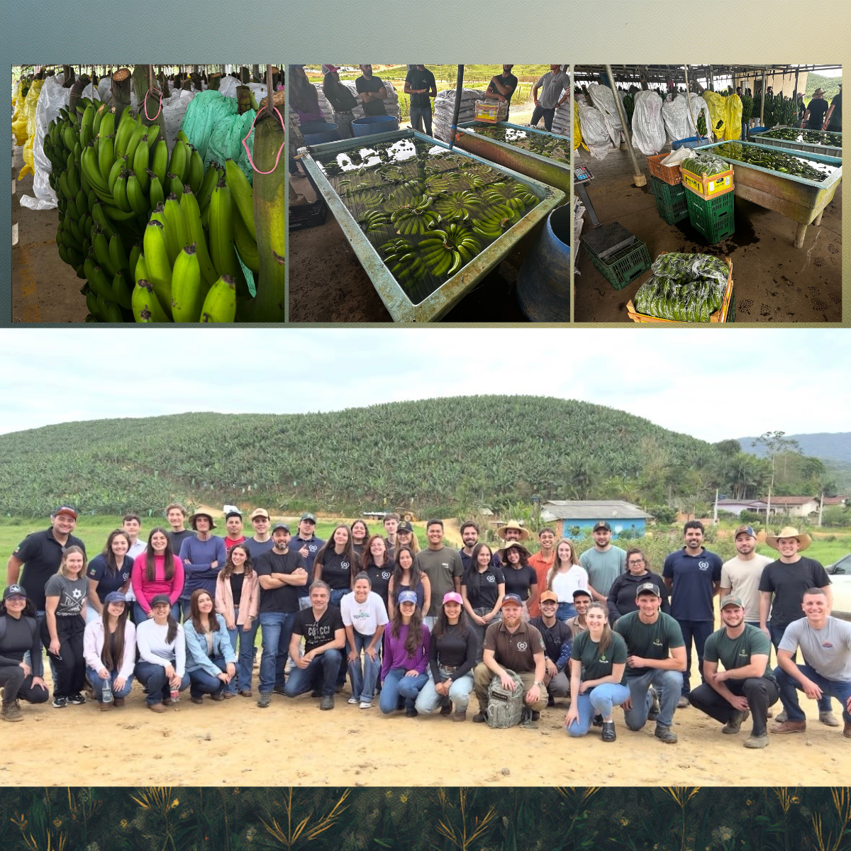 Montagem contendo quatro imagens. Na parte superior, três fotografias em mananho menor, lado a lado, contendo imagens de bananas verdes em diferentes etapas de preparação. A baixo uma fotografia maior, em que estudantes e professores posam para a foto lado a lado.