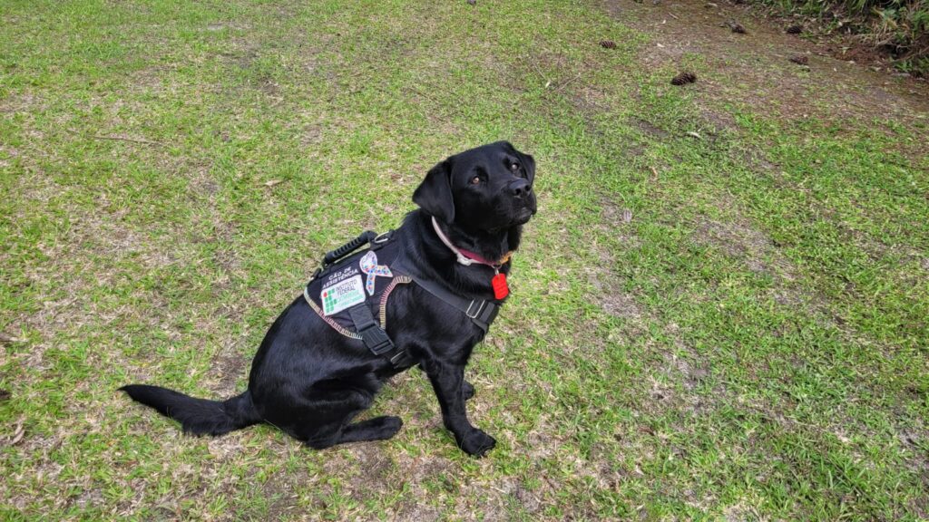 Fotografia da cadela Pitaya. Cão labrador de cor preta, sentada em um gramado verde e olhando em direção ao observador. Ela veste um colete contendo um laço colorido, símbolo do autismo, e a logo do Instituto Federal Catarinense.